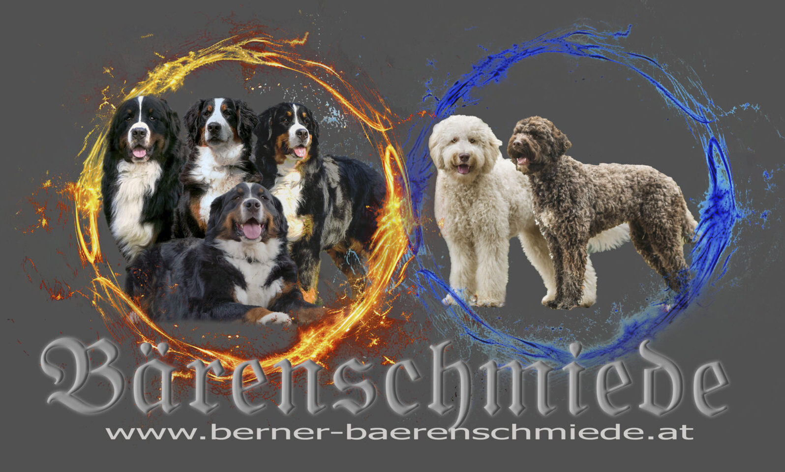 Berner Sennenhunde & Barbet