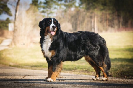 Amira von der Bärenschmiede