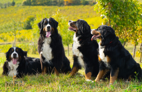 Oma Beniamina - Dolce - Mama Josephien - Amira